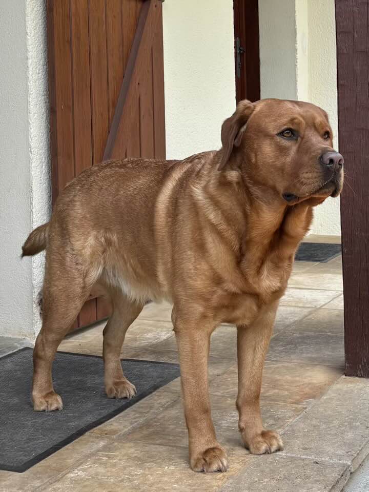 Tciro