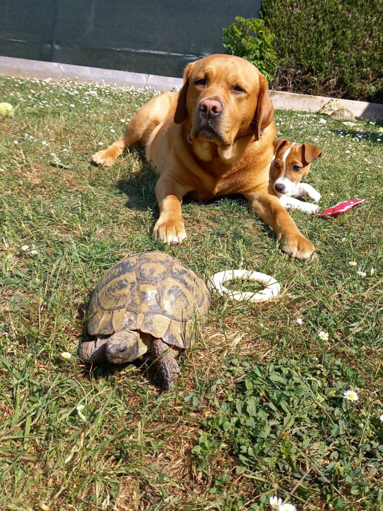 Totem