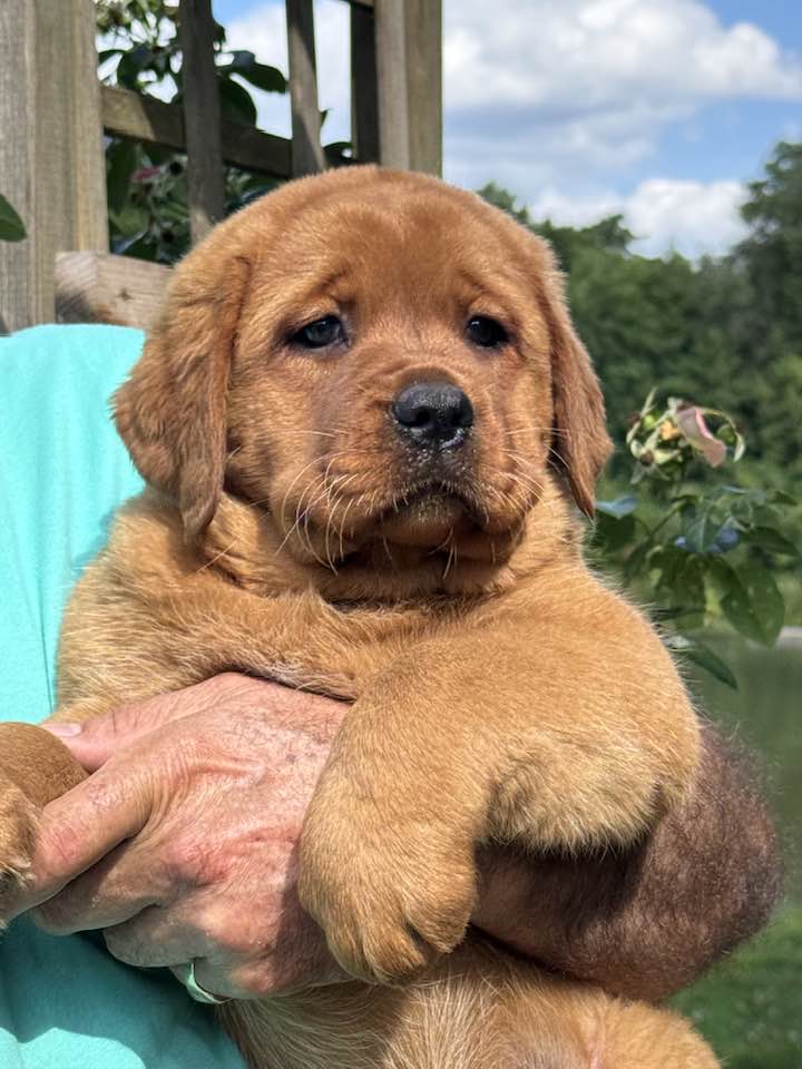 28-07 - Chiot1