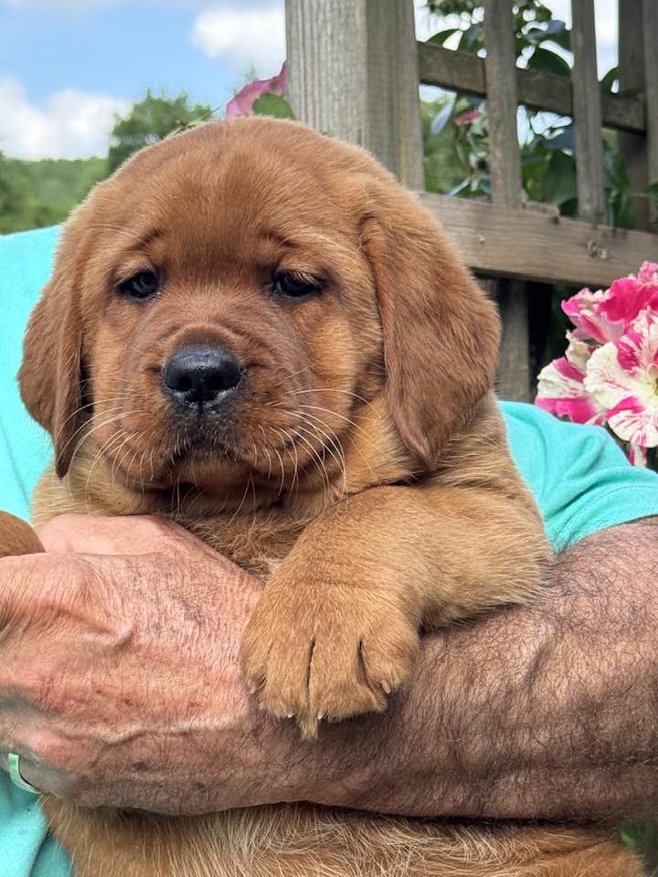28-07 - Chiot2