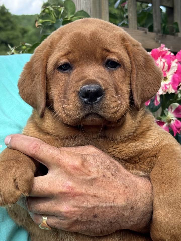 28-07 - Chiot3